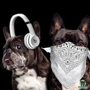 zwei Französische Bulldoggen mit Mundschutz und Kopfhörer cool