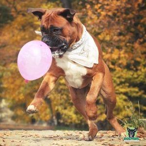 Boxer springt um einen Luftballon zu fangen