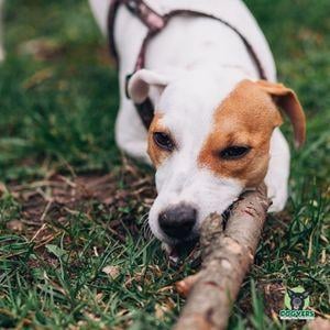 Jack Russel Terrier kauft fröhlich an einem Stock