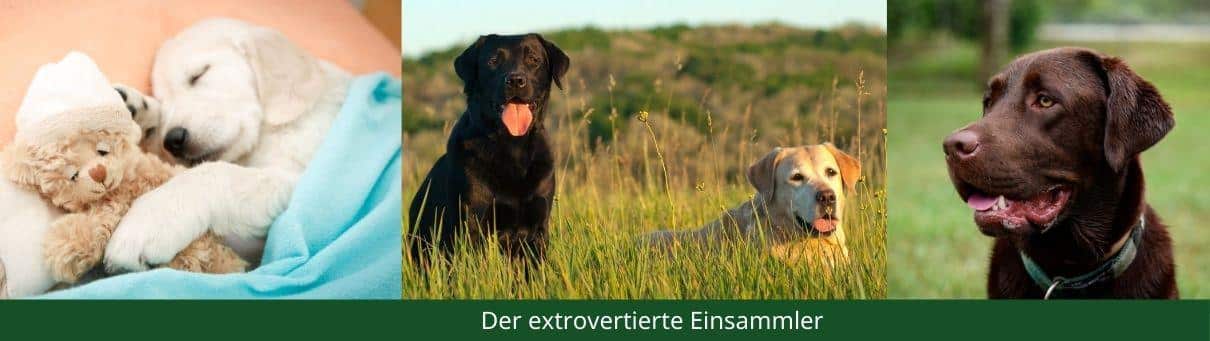 DOGVERS-Rassebeschreibung-Labrador-Retriever