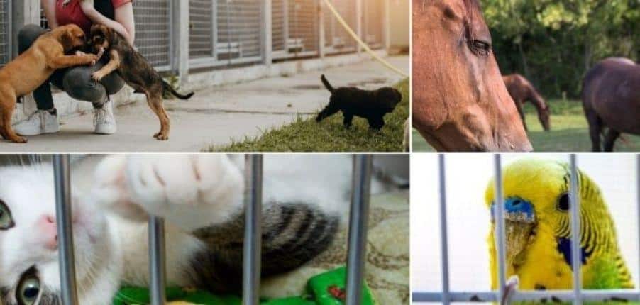 Bilder von Hunden Katzen Pferden und Vögeln Tierschutz