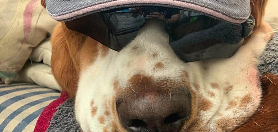 Hund entspannt mit Cap und Sonnenbrille