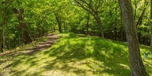 Wald mit grüner Wiese und einem Weg