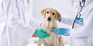 Hund wird von zwei Tierärzten untersucht