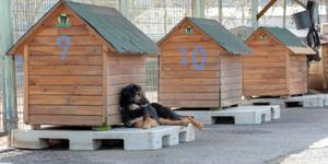 Hund liegt vor einer Hütte in einem Tierschutzverein Tierheim