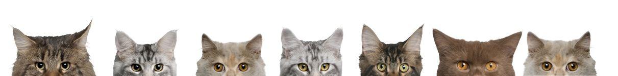 sieben Katzen schauen für den Rand Katzenkrankenversicherungen