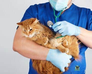 Tierarzt untersucht Katze auf dem Arm mit einem Stethoskop Tierversicherungen