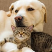 Hund und Katze liegen zusammen glücklich