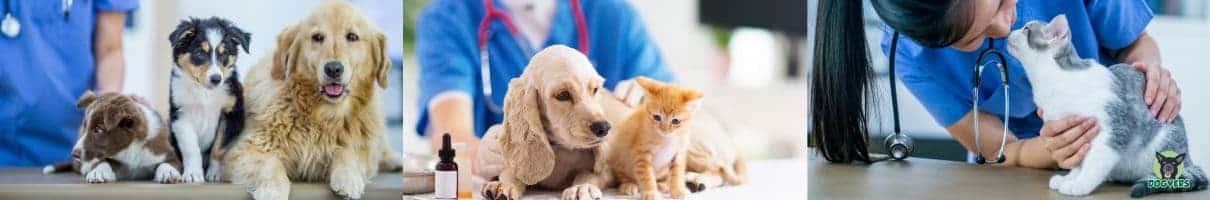 Hunde und Katzen in Behandlung mit Tierärzten GOT