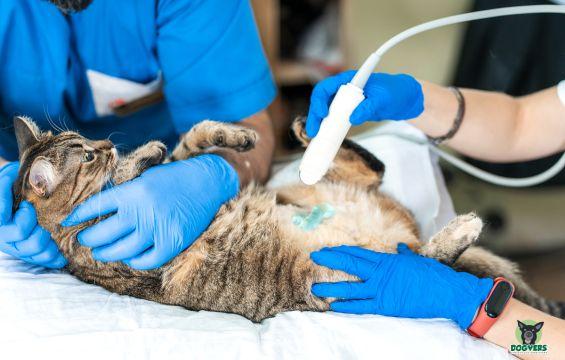 Katze wird von Tierärztin geröntgt Katzen OP Versicherung
