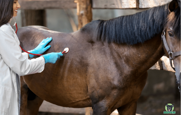 Pferd und Tierärztin mit Stethoskop Pferdekrankenversicherung