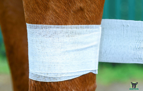 Pferdebein mit Verband Pferde Op Versicherung