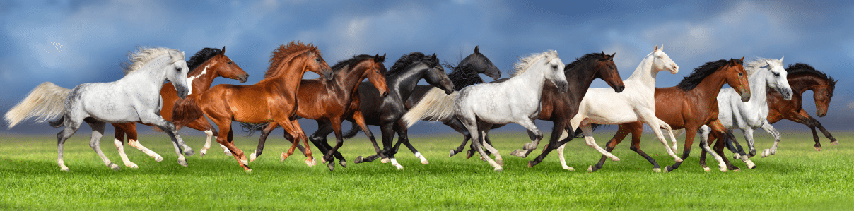 Pferde rennen auf einer Wiese Pferdekrankenversicherung