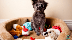 Hund im Körbchen mit Spielsachen in einer Hundepension