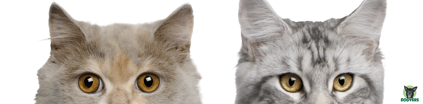 zwei Katzen schauen mit großen Augen über den Rand