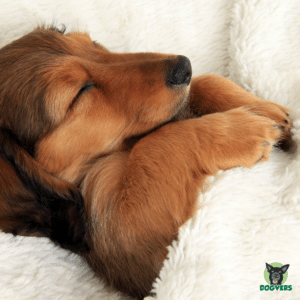 schlafender Dackelwelpe Hunde-OP-Versicherung