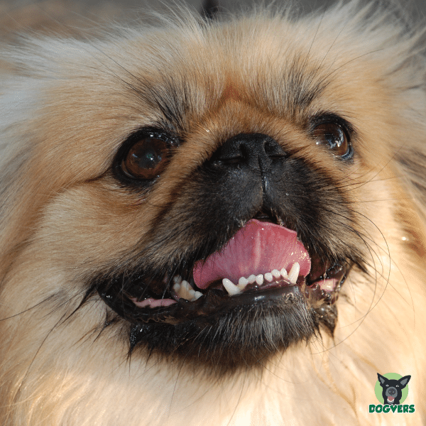 Pekinese mit Brachyzephalie