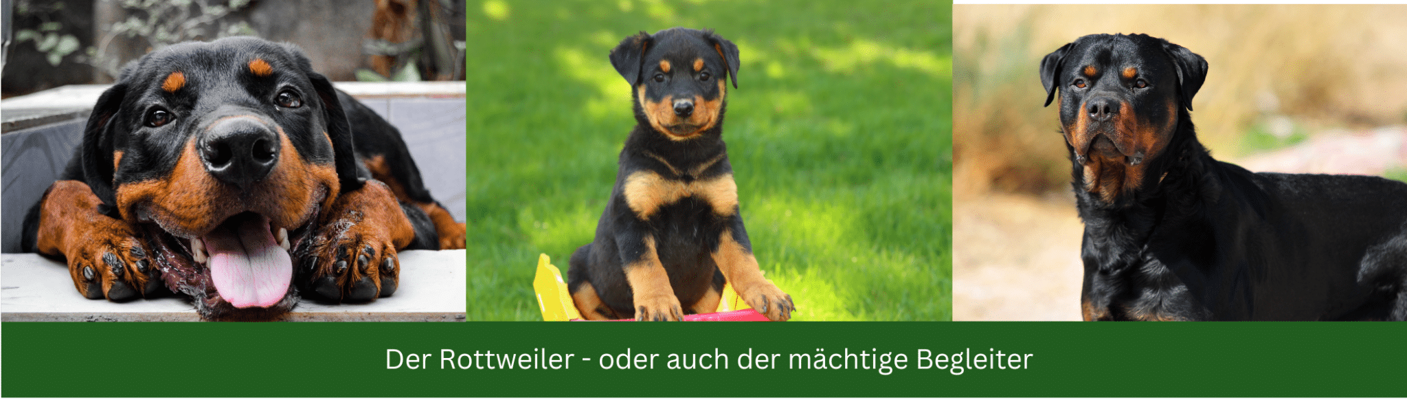 Der Rottweiler- eine ehrliche Rassebeschreibung