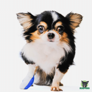 Chihuahua mit Gipsbein Hundekrankenversicherung