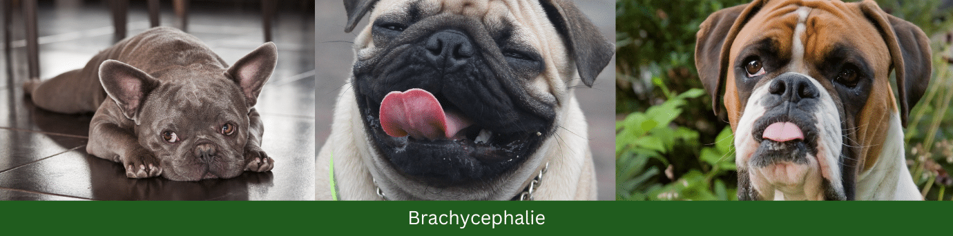 drei Hunderassen mit Brachycephalie Mops Boxer Französische Bulldogge