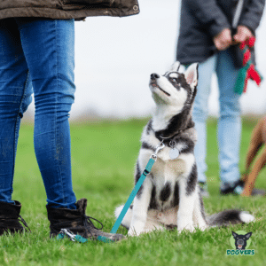 Hund schaut zu Trainer Betriebshaftpflicht
