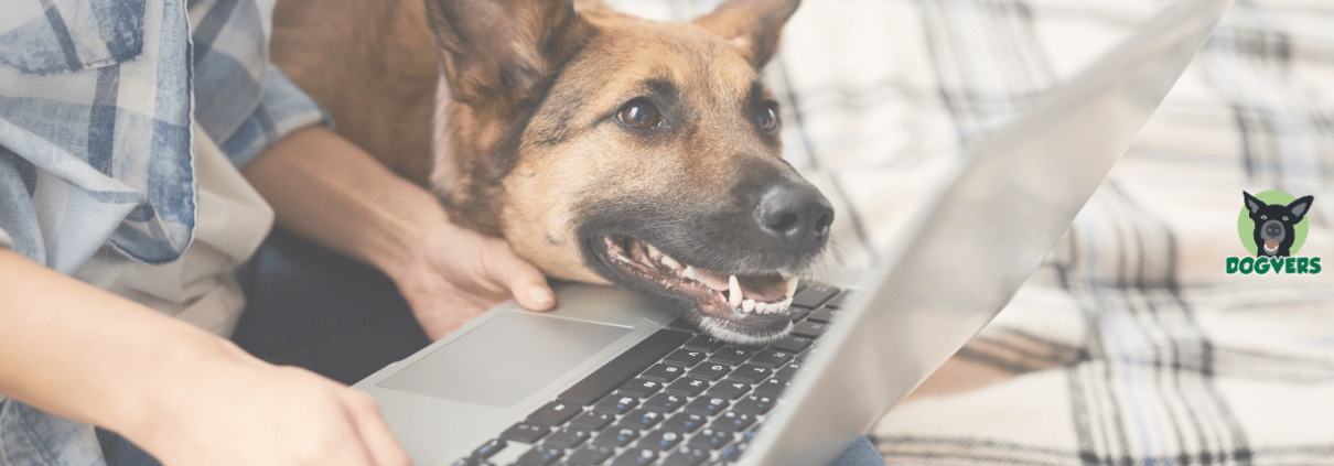 Hund schaut auf einen Laptop DOGVERS Blog