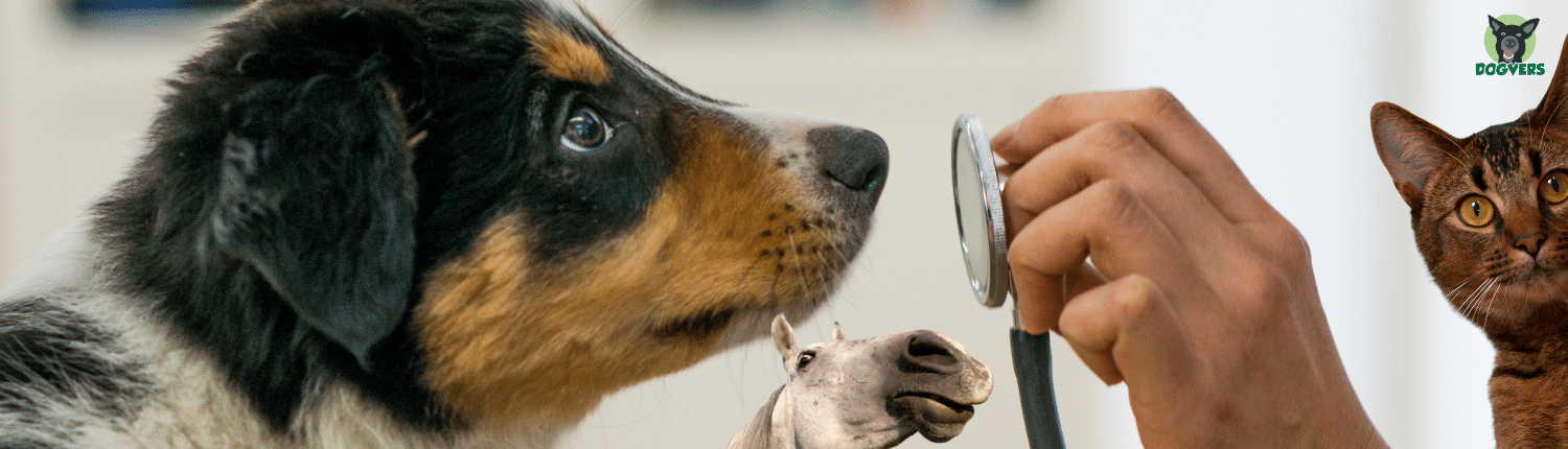 Hund Katze Pferd mit Stethoskop Tierversicherungen