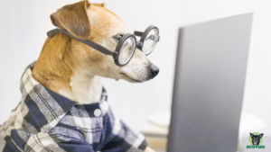 Hund mit Brille am Laptop Tierversicherungen im Wandel