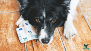 Hund Bordercollie mit Geldscheinen