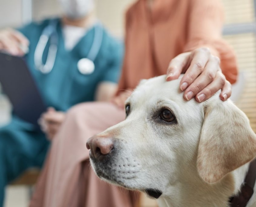 Hund mit Vorerkrankungen beim Tierarzt im Wartezimmer