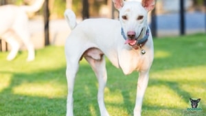 fröhlicher weißer Hund mit drei beinen Unfall