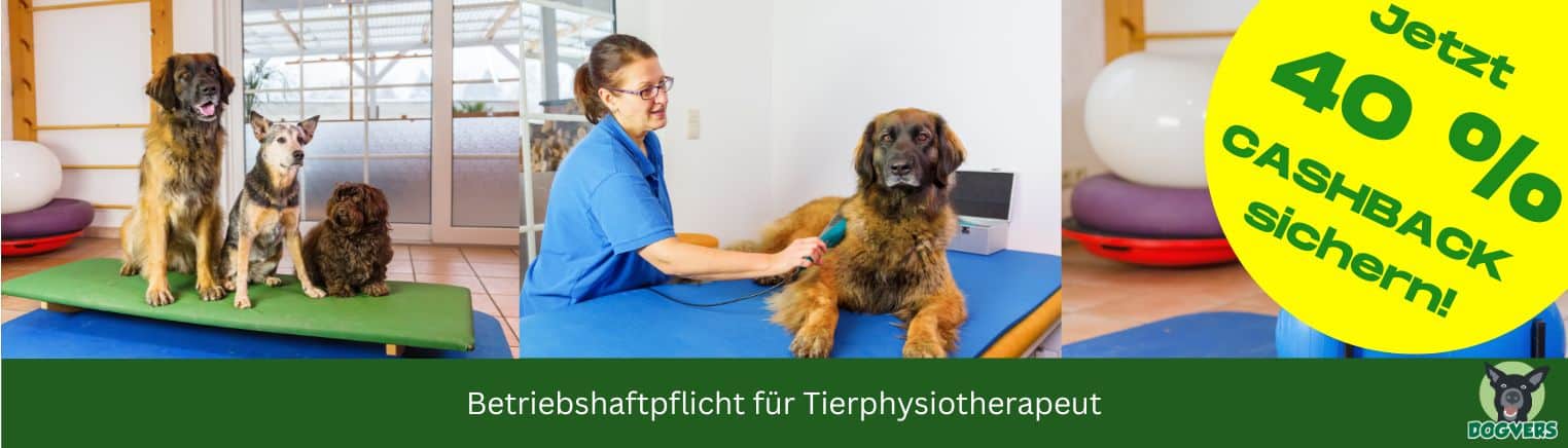 verschiedene Hunde in Behandlung bei Tiertherapeuten