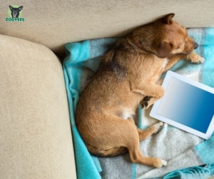 Hund liegend auf der Couch mit Tablet Versicherungen digital