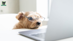 Süsser Hund schaut auf einen Laptop nach einer Hundehalterhaftpflicht