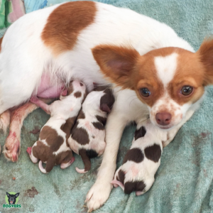 Hunde hinter einem Gitter im Tierheim oder Tierschutzverein