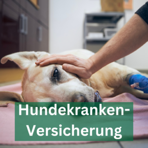 Hund mit Kanüle beim Tierarzt hundekrankenversicherung