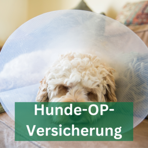 hund mit halskrause krank hunde op versicherung