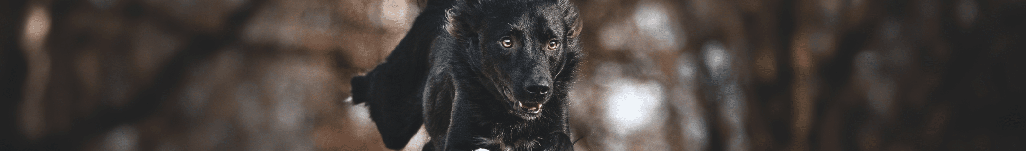 Hund Paule Bordercollie springt Wichtigkeit einer Hundekrankenversicherung