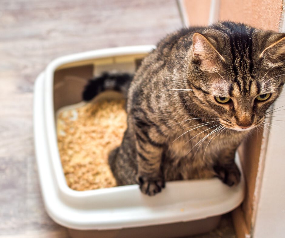 katze auf katzentoilette blasenentzündung