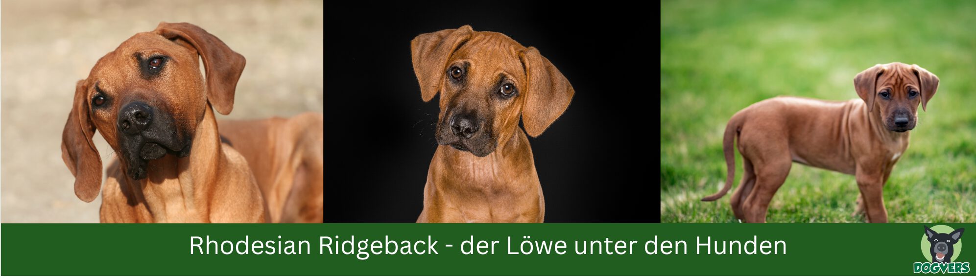 Rhodesian Ridgeback schauen interessiert mit Welpen