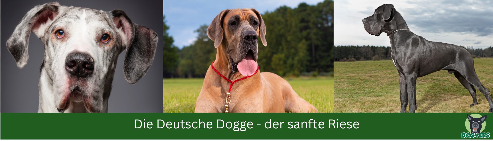 Lachender Rottweiler und Rottweiler-Welpe auf einer Wiese