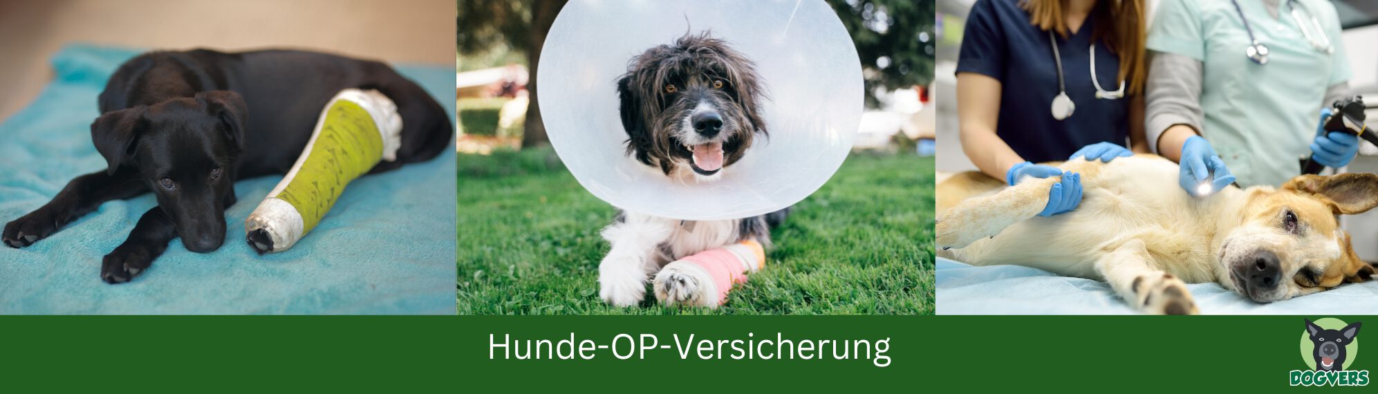 Hund spielt verletzt sich und trägt eine Halskrause OP Versicherung