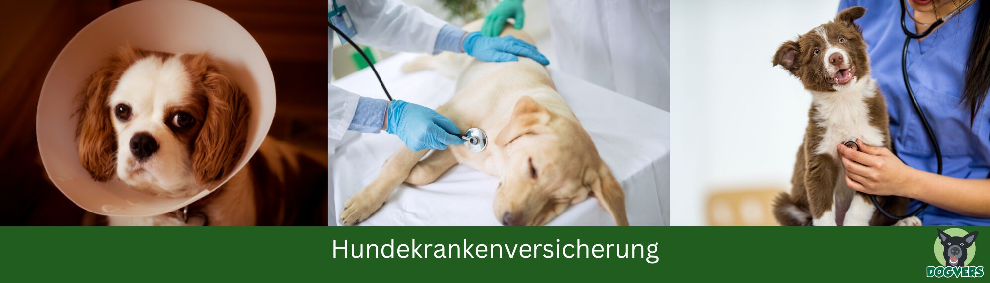 Hund spielt und bricht sich in einem Loch ein Bein Hundekrankenversicherung