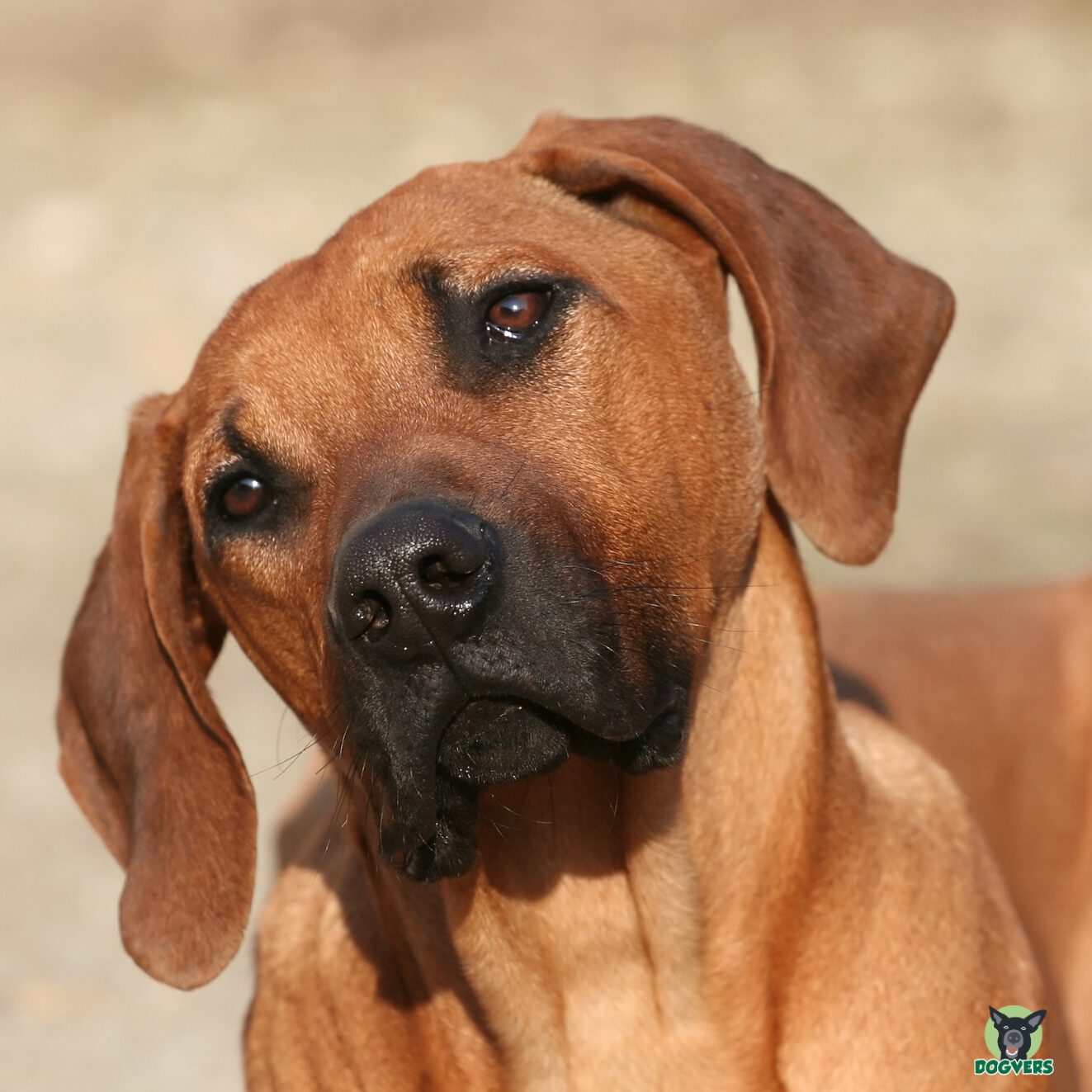 Rhodesian Ridgeback schaut interessiert