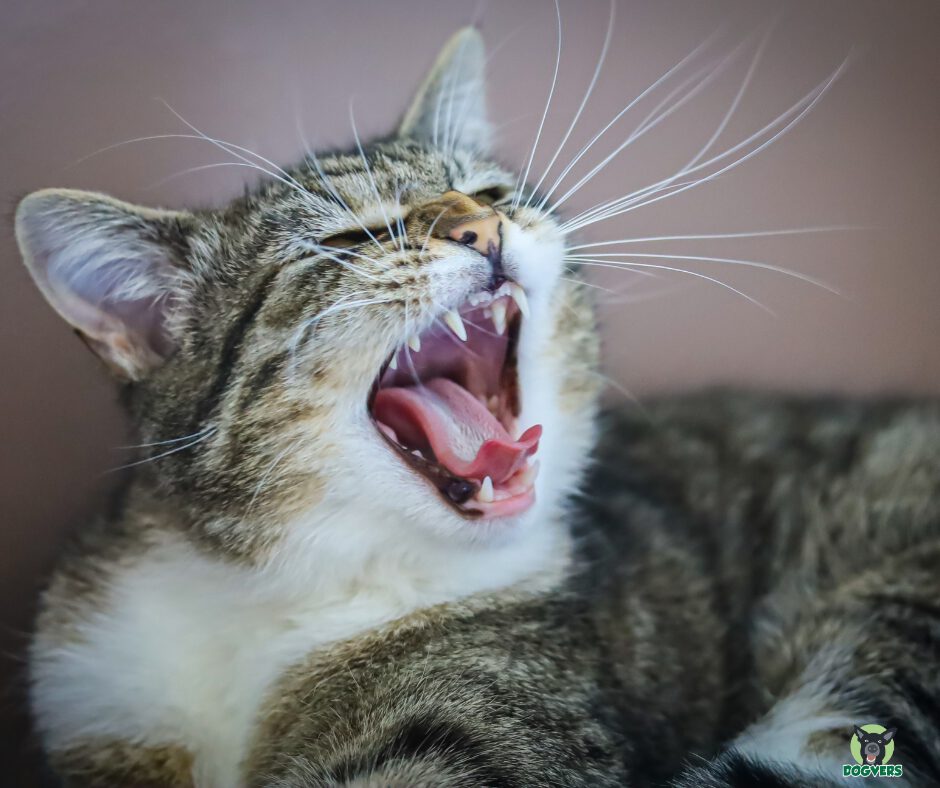 Zahnstein bei Katzen katze mit offenem Maul