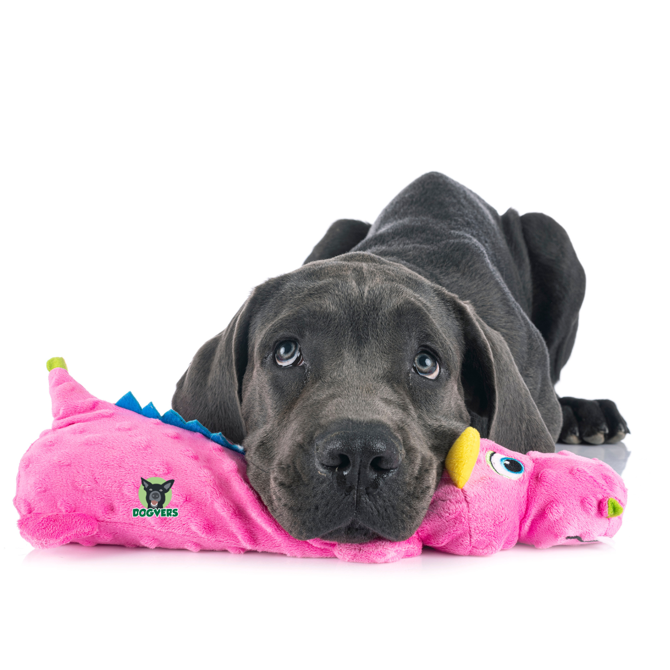 schwarze deutsche Dogge liegt auf seinem Spielzeug