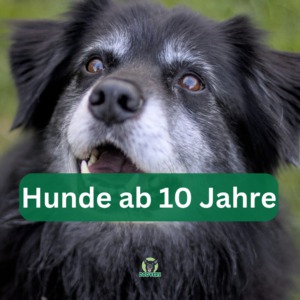 hundeversicherung für ältere hunde vergleichsrechner vergleich hundekrankenversicherung