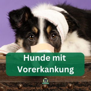 vergleichsrechner hunde mit vorerkrankungen hundekrankenversicherung