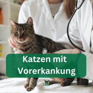 beste hundekrankenversicherung für kranke hunde hunde mit vorerkrankungen