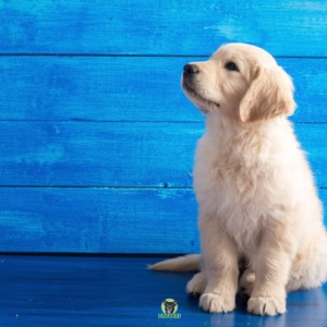 Vorteile einer Hunde-OP-Versicherung ansehen Hund schaut